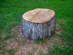  Tomah, WI Tree Removal Pros