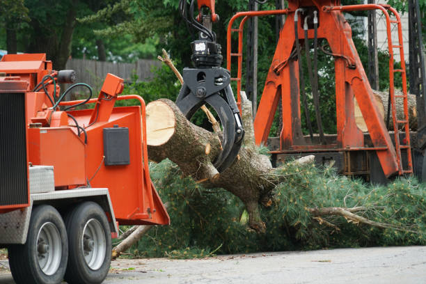 Best Lawn Disease Treatment  in Tomah, WI